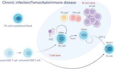 Biology and clinical relevance of follicular cytotoxic T cells